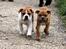 Leavitt Bulldog Endless bulldog mister sticht