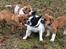 Leavitt Bulldog Endless bulldog mister sticht