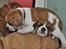 Leavitt Bulldog Endless bulldog mister sticht