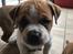 Leavitt Bulldog Endless bulldog mister sticht