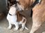 Leavitt Bulldog Endless bulldog mister sticht