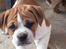 Leavitt Bulldog Endless bulldog mister sticht
