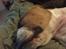 Leavitt Bulldog Endless bulldog mister sticht