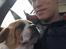 Leavitt Bulldog Endless bulldog mister sticht