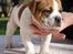 Leavitt Bulldog Endless bulldog mister sticht