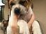 Leavitt Bulldog Endless bulldog mister sticht