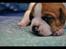 Leavitt Bulldog Endless bulldog mister sticht