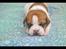 Leavitt Bulldog Endless bulldog mister sticht