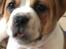 Leavitt Bulldog Endless bulldog mister sticht