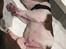 Leavitt Bulldog Endless bulldog mister sticht