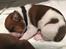 Leavitt Bulldog Endless bulldog mister sticht