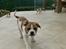 Leavitt Bulldog Endless bulldog mister sticht