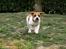 Leavitt Bulldog Endless bulldog mister sticht