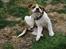 Leavitt Bulldog Endless bulldog mister sticht