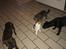 Leavitt Bulldog Endless bulldog mister sticht - Alle hundene plus vores Bette kat :)