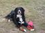 Berner sennenhund lillefix