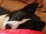 Karelsk bjørnehund Bjørnehusets Maika - Relaxi time