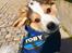 Blanding af racer Toby