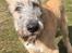 Irsk ulvehund Clonakilty av Black Glacier  aka “Marvin” R.I.P. - 5 md