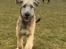 Irsk ulvehund Clonakilty av Black Glacier  aka “Marvin” R.I.P. - 5 mdr