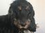Cocker spaniel Buddy
