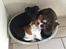 Leavitt Bulldog Endless bulldog mister sticht