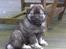 Eurasier Coda (Callistra’s Alderaan)