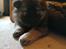 Eurasier Coda (Callistra’s Alderaan)