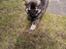 Eurasier Coda (Callistra’s Alderaan)