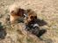 Eurasier Coda (Callistra’s Alderaan)