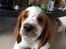 Welsh springer spaniel Anfield (fødsels navn Sne)
