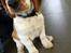 Welsh springer spaniel Anfield (fødsels navn Sne)