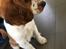Welsh springer spaniel Anfield (fødsels navn Sne)