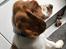 Welsh springer spaniel Anfield (fødsels navn Sne)