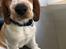 Welsh springer spaniel Anfield (fødsels navn Sne)