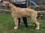 Irsk ulvehund Clonakilty av Black Glacier  aka “Marvin” R.I.P. - 5 mdr