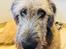 Irsk ulvehund Clonakilty av Black Glacier  aka “Marvin” R.I.P.