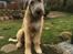 Irsk ulvehund Clonakilty av Black Glacier  aka “Marvin” R.I.P. - 5 mdr