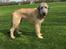 Irsk ulvehund Clonakilty av Black Glacier  aka “Marvin” R.I.P. - 6 mdr