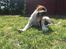 Leavitt Bulldog Endless bulldog mister sticht