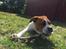 Leavitt Bulldog Endless bulldog mister sticht