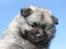 Keeshond Asdis - House of Keesgaard A Silver Past 