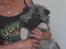 Keeshond Asdis - House of Keesgaard A Silver Past 