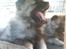 Keeshond Asdis - House of Keesgaard A Silver Past 