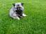 Keeshond Asdis - House of Keesgaard A Silver Past 