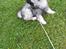 Keeshond Asdis - House of Keesgaard A Silver Past 