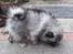 Keeshond Asdis - House of Keesgaard A Silver Past 