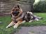 Eurasier Coda (Callistra’s Alderaan)
