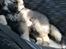 Eurasier Coda (Callistra’s Alderaan)