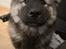 Eurasier Coda (Callistra’s Alderaan)